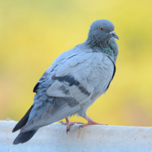 A file photo of a spying pigeon that has just spotted that it's been spotted