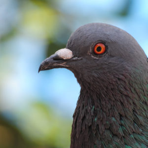 A file photo of a beady-eyed bird getting ready to infiltrate a human dwelling