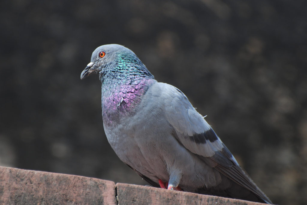 A file photo of a dastardly pigeon looking out for a balcony to attack