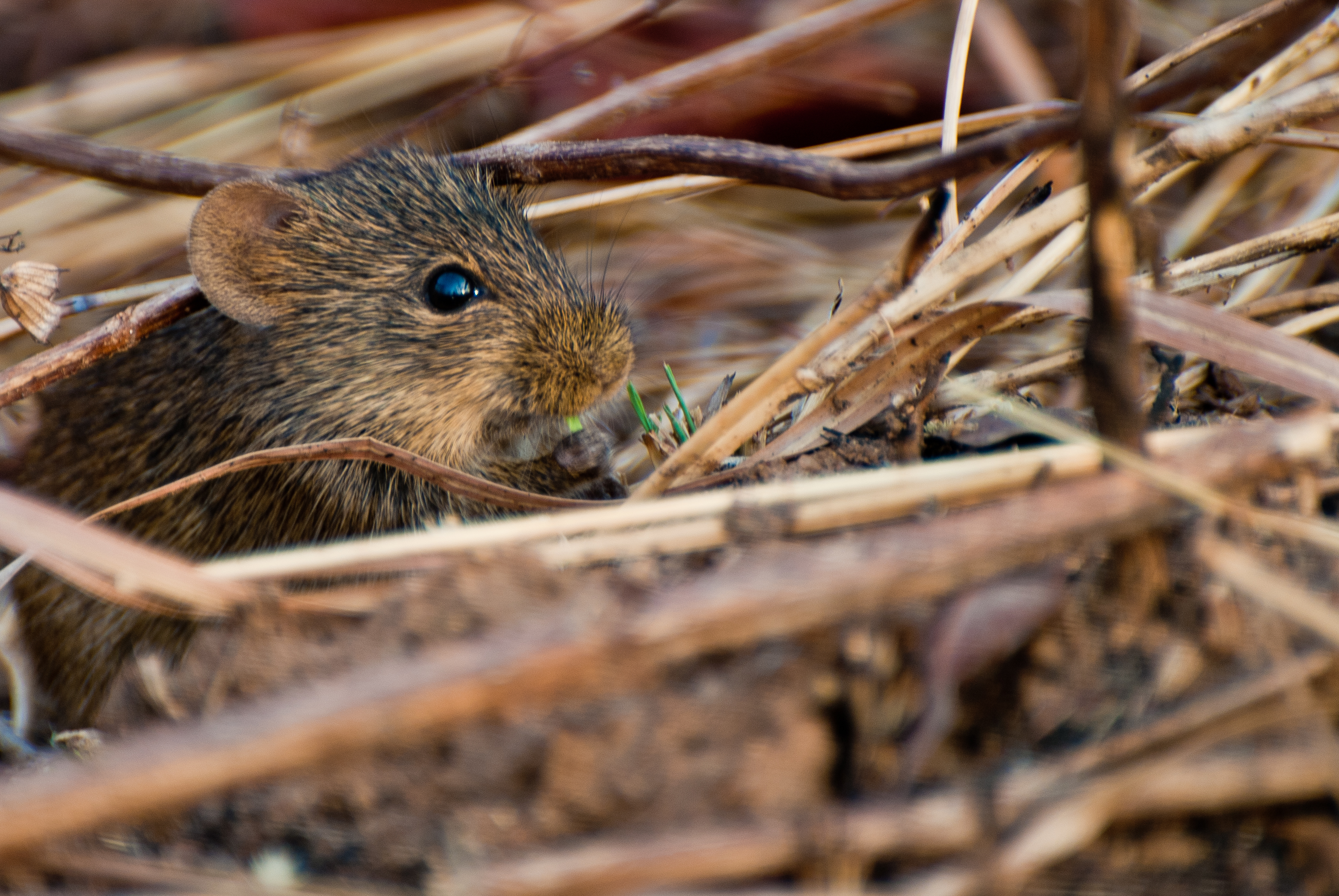 The Mouse